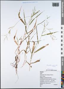 Urochloa panicoides P.Beauv., Зарубежная Азия (ASIA) (Индия)