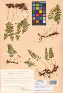 Polypodium virginianum L., Сибирь, Чукотка и Камчатка (S7) (Россия)