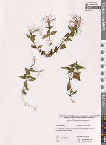 Кипрей Хорнемана, Кипрей Горнемана Rchb., Сибирь, Чукотка и Камчатка (S7) (Россия)