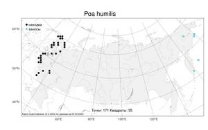 Poa humilis, Мятлик низкий Ehrh. ex Hoffm., Атлас флоры России (FLORUS) (Россия)