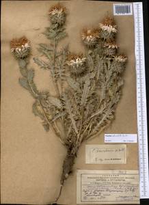 Кузиния ежеголовая Sennikov, Средняя Азия и Казахстан, Сырдарьинские пустыни и Кызылкумы (M7)