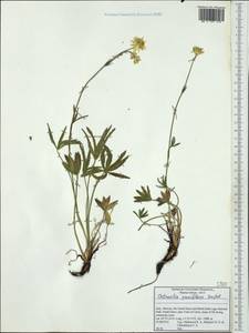 Astrantia pauciflora Bertol., Западная Европа (EUR) (Италия)