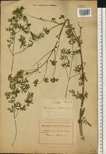 Златогоричник морозниковый (L.) Schur, Восточная Европа, Северо-Украинский район (E11) (Украина)