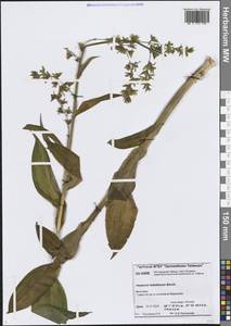 Чемерица Лобеля Bernh., Сибирь, Центральная Сибирь (S3) (Россия)