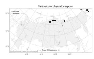 Taraxacum phymatocarpum, Одуванчик вздутоплодный J. Vahl, Атлас флоры России (FLORUS) (Россия)