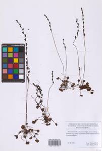 Росянка круглолистная L., Восточная Европа, Московская область и Москва (E4a) (Россия)