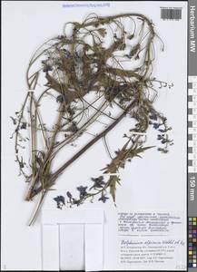 Живокость высокая L., Сибирь, Алтай и Саяны (S2) (Россия)