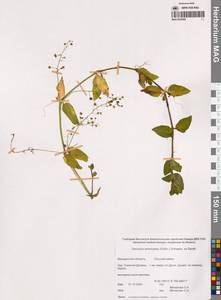 Вероника американская (Raf.) Schwein. ex Benth., Сибирь, Чукотка и Камчатка (S7) (Россия)