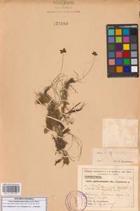 Carex subphysodes Popov ex V.I.Krecz., Средняя Азия и Казахстан, Сырдарьинские пустыни и Кызылкумы (M7) (Узбекистан)