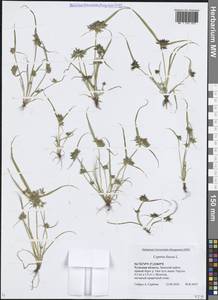 Сыть бурая L., Восточная Европа, Центральный район (E4) (Россия)