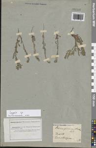 Липучка, Средняя Азия и Казахстан, Прикаспийский Устюрт и Северное Приаралье (M8) (Казахстан)