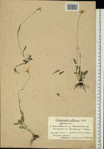 Колокольчик алтайский Ledeb., Восточная Европа, Центральный лесостепной район (E6) (Россия)