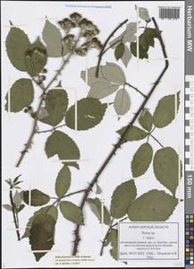 Rubus procerus P. J. Müll. ex Boulay, Восточная Европа, Центральный лесостепной район (E6) (Россия)