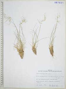 Ковылечек монгольский (Turcz. ex Trin.) Griseb., Сибирь, Дальний Восток (S6) (Россия)