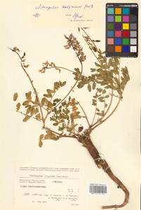 Астрагал Тугаринова Basil., Сибирь, Чукотка и Камчатка (S7) (Россия)