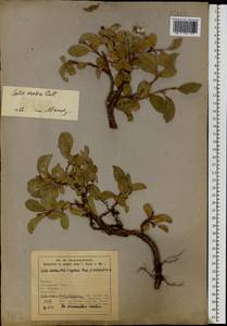 Ива арктическая Pall., Восточная Европа, Северный район (E1) (Россия)