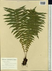 Страусник обыкновенный (L.) Tod., Восточная Европа, Центральный район (E4) (Россия)