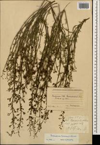 Scrophularia variegata subsp. cinerascens (Boiss.) Grau, Кавказ, Армения (K5) (Армения)