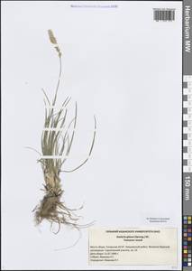 Тонконог сизый, Келерия сизая (Spreng.) DC., Восточная Европа, Средневолжский район (E8) (Россия)