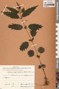 Urtica dioica var. holosericea Fr., Сибирь, Чукотка и Камчатка (S7) (Россия)