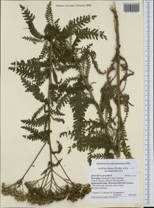 Тысячелистник расставленный Waldst. & Kit. ex Willd., Западная Европа (EUR) (Болгария)