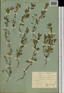 Спорыш птичий, Горец птичий L., Сибирь, Якутия (S5) (Россия)