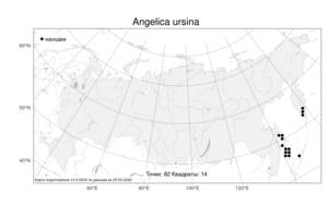 Angelica ursina, Дудник медвежий (Rupr.) Regel, Атлас флоры России (FLORUS) (Россия)