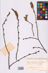 Ольха клейкая, Ольха черная (L.) Gaertn., Восточная Европа, Московская область и Москва (E4a) (Россия)