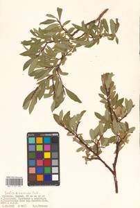 Ива растопыренная Pall., Монголия (MONG) (Монголия)