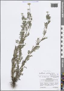 Cota tinctoria subsp. tinctoria, Восточная Европа, Средневолжский район (E8) (Россия)