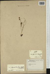 Gagea chrysantha (Jan) Schult. & Schult.f., Западная Европа (EUR) (Италия)