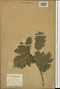 Дуб пушистый Willd., Крым (KRYM) (Россия)