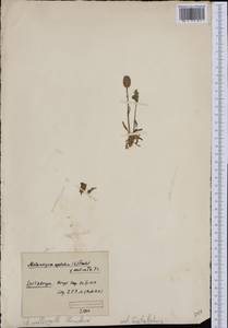 Silene uralensis subsp. uralensis, Западная Европа (EUR) (Шпицберген и Ян-Майен)