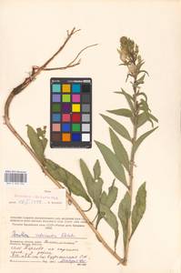 Oenothera ×rubricaulis Kleb., Восточная Европа, Московская область и Москва (E4a) (Россия)