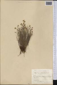 Rhynchospora tenuifolia Griseb., Америка (AMER) (Куба)