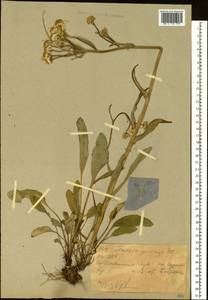 Tephroseris helenitis subsp. helenitis, Сибирь, Западный (Казахстанский) Алтай (S2a) (Казахстан)