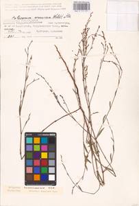 Спорыш отклоненный, Горец отклоненный M.Bieb., Восточная Европа, Нижневолжский район (E9) (Россия)