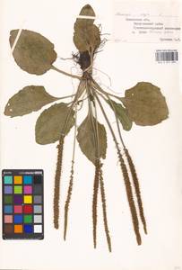 Подорожник большой L., Восточная Европа, Московская область и Москва (E4a) (Россия)