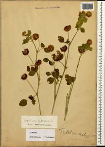 Клевер гибридный L., Кавказ, Армения (K5) (Армения)