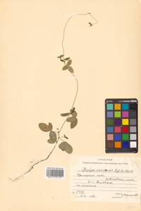 Соя уссурийская (Siebold & Zucc.) H.Ohashi, Сибирь, Дальний Восток (S6) (Россия)