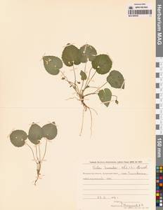 Фиалка Селькирка Pursh ex Goldie, Сибирь, Чукотка и Камчатка (S7) (Россия)