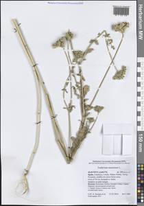 Тордилиум большой, Тордилиум крупный L., Западная Европа (EUR) (Испания)