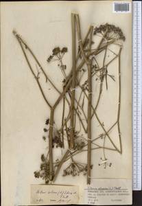 Морковник обыкновенный (L.) Schinz & Thell., Средняя Азия и Казахстан, Муюнкумы, Прибалхашье и Бетпак-Дала (M9) (Казахстан)