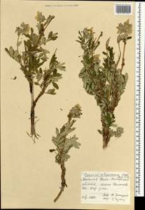 Farinopsis salesoviana (Steph.) Chrtek & Soják, Монголия (MONG) (Монголия)