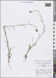Желтушник сероватый, Желтушник серый Roth, Восточная Европа, Нижневолжский район (E9) (Россия)