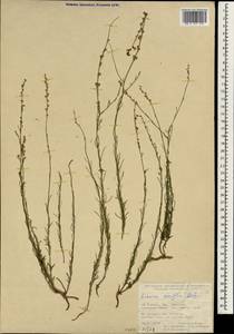 Linaria corifolia Desf., Зарубежная Азия (ASIA) (Турция)