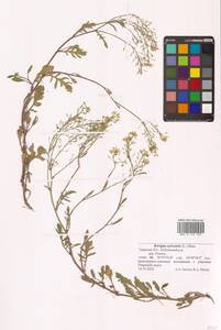 Жерушник лесной (L.) Besser, Восточная Европа, Северо-Западный район (E2) (Россия)