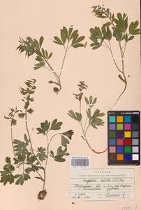 Хохлатка плотная (L.) Clairv., Восточная Европа, Средневолжский район (E8) (Россия)