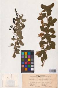 Барбарис обыкновенный L., Восточная Европа, Северо-Украинский район (E11) (Украина)
