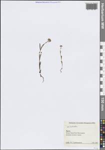 Валерианелла, Крым (KRYM) (Россия)